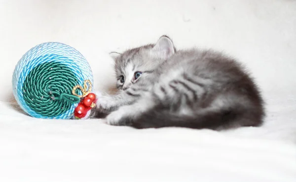 Cachorro de gato siberiano con decoración navideña —  Fotos de Stock