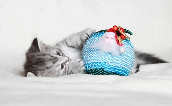 Puppy of siberian cat with Christmas decoration — Stock Photo, Image