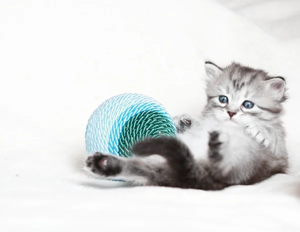 Puppy of siberian cat with Christmas decoration — Stock Photo, Image