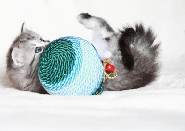 Puppy van de Siberische kat met decoratie van Kerstmis — Stockfoto