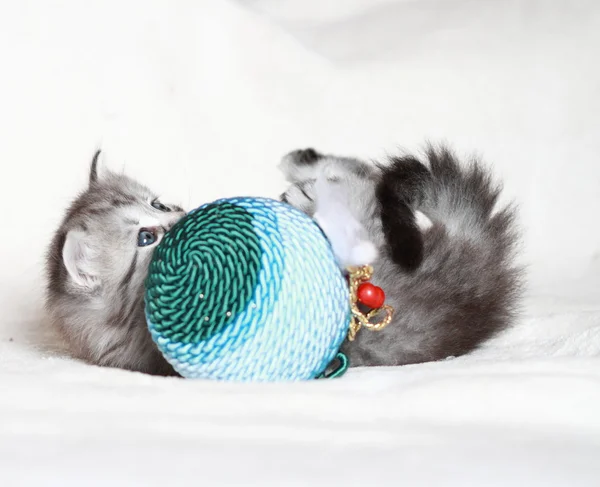Szczeniak kot syberyjski świątecznych dekoracji — Zdjęcie stockowe