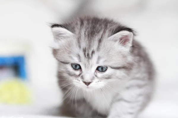 Puppies of siberian at one month — Stock Photo, Image