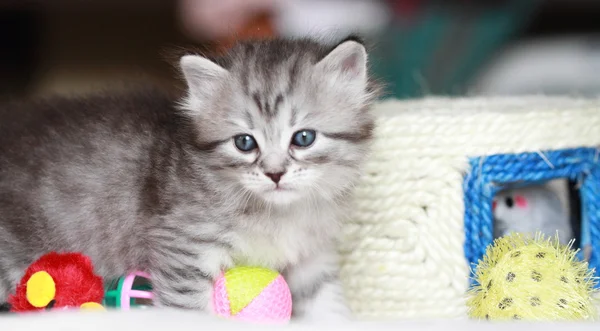 Puppies of siberian at one month — Stock Photo, Image