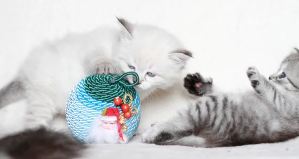 Puppy of siberian cat with Christmas decoration — Stock Photo, Image