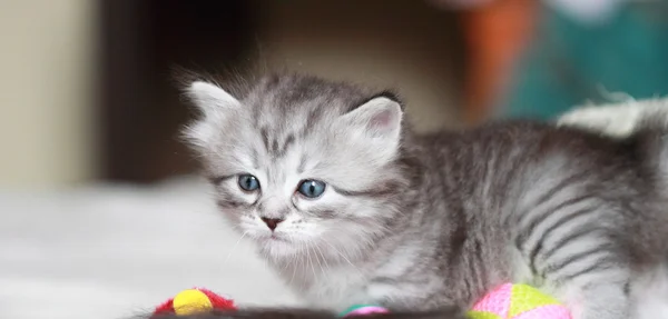 Cuccioli di siberiano a un mese — Foto Stock