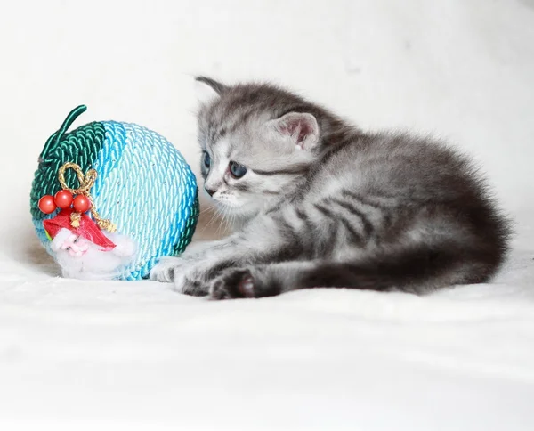 Puppy van de Siberische kat met decoratie van Kerstmis — Stockfoto