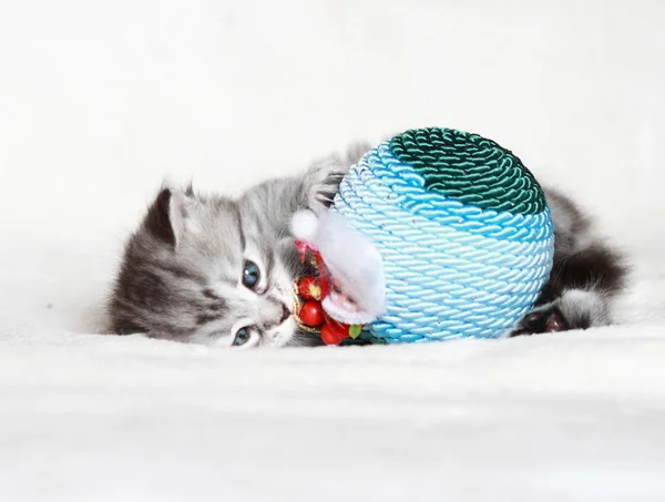 Filhote de cachorro de gato siberiano com decoração de Natal — Fotografia de Stock