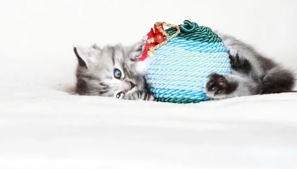 Noel dekorasyonu ile siberian kedi yavrusu