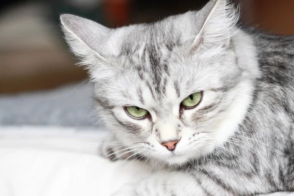 Hembra de gato siberiano — Foto de Stock