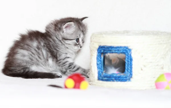 bir ay, Sibirya yavruları