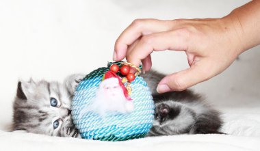 Noel dekorasyonu ile siberian kedi yavrusu