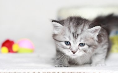 bir ay, Sibirya yavruları