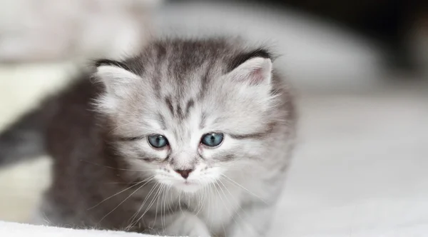 Cuccioli di siberiano a un mese — Foto Stock