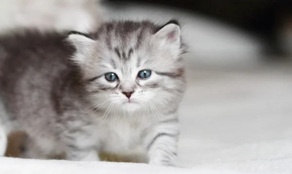 Szczeniak syberyjski kot, srebrny wersji — Zdjęcie stockowe