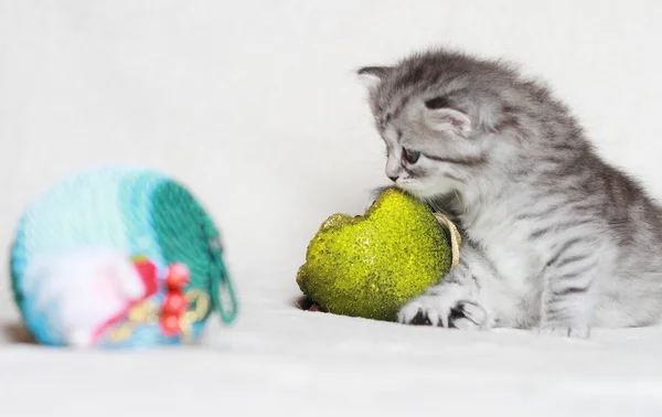 Puppy van de Siberische kat met Kerstmis granaatappel — Stockfoto