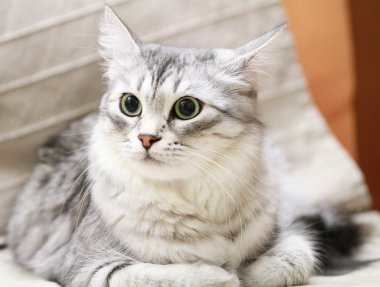 dişi Sibirya kedisi, Divan tipi gümüş