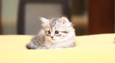 yavru Sibirya doğurmak, gümüş, kadın yazın