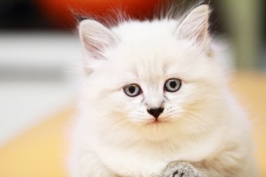 Neva masquerade sürümü siberian kedi, köpek yavrusu