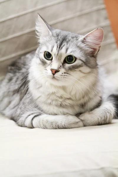 Mulher de gato siberiano, tipo prata, no sofá — Fotografia de Stock