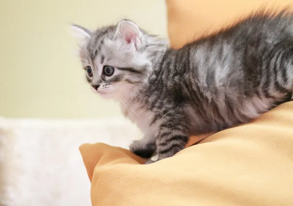 Puppy van Siberische ras, typ zilver, vrouwelijke — Stockfoto