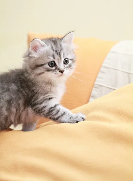 Puppy of siberian breed, type silver, female — Stock Photo, Image