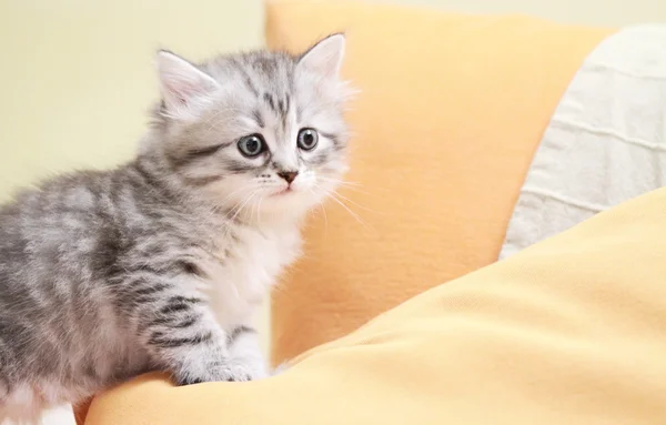 Puppy van Siberische ras, typ zilver, vrouwelijke — Stockfoto