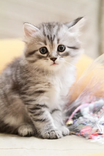 Puppy of siberian breed, type silver, female — Stock Fotó