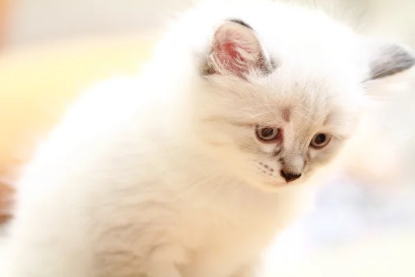 Puppy neva masquerade of siberian cat — Stock Photo, Image