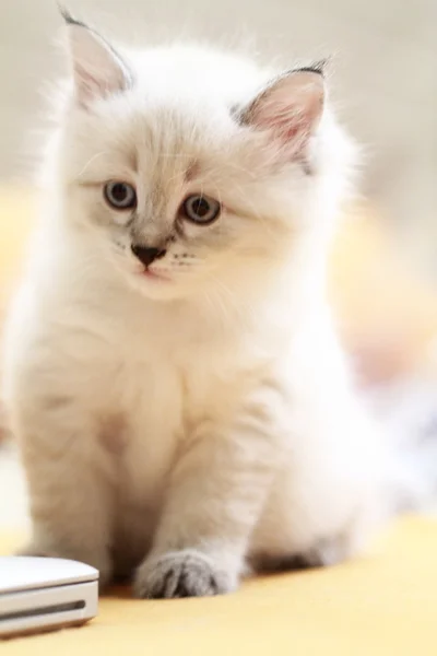 Cachorro neva mascarada de siberiano gato — Foto de Stock