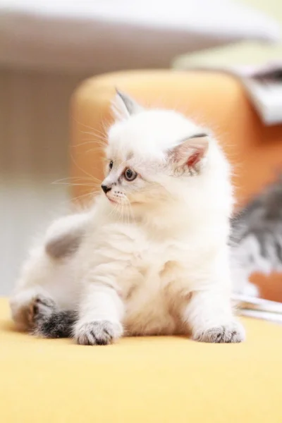 siberian kedi yavrusu neva maskeli balo