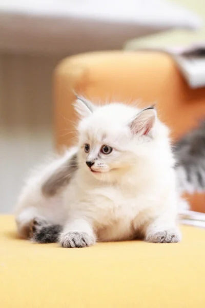 siberian kedi yavrusu neva maskeli balo