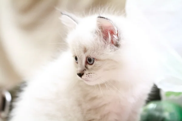 Κουτάβι Νέβα μεταμφίεση της σιβηρικής γάτας — Φωτογραφία Αρχείου