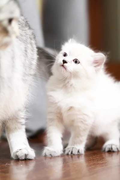 Цуценя нева маскарад сибірського кота — стокове фото