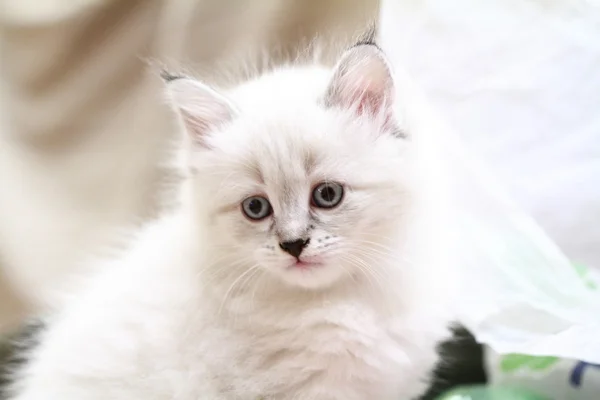 Έκδοση του Νέβα μεταμφίεση της σιβηρικής γάτας, κουτάβι — Φωτογραφία Αρχείου