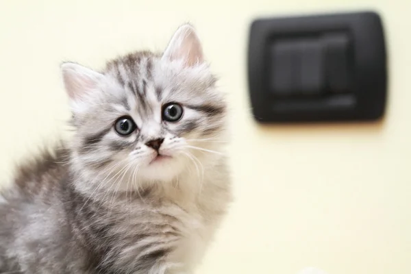 Puppy of siberian breed, type silver, female — Stock Photo, Image