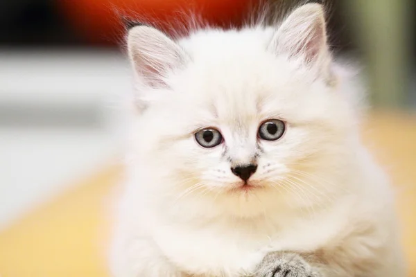 Нева маскарадний варіант сибірського кота, цуценя — стокове фото