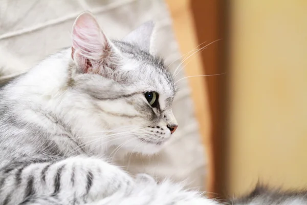 Hembra de gato siberiano, tipo plata, en el sofá — Foto de Stock