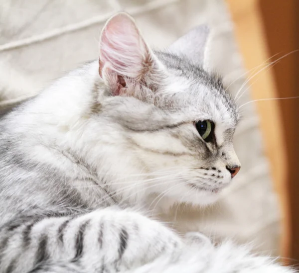 女性的西伯利亚猫，新型银，坐在沙发上 — 图库照片