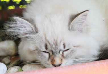 Neva masquerade sürümü siberian kedi, köpek yavrusu