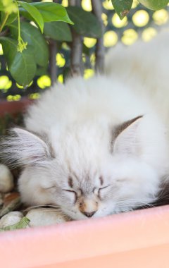 Neva masquerade sürümü siberian kedi, köpek yavrusu