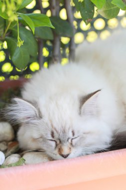 Neva masquerade sürümü siberian kedi, köpek yavrusu