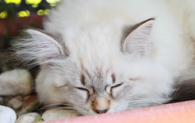 Neva masquerade sürümü siberian kedi, köpek yavrusu