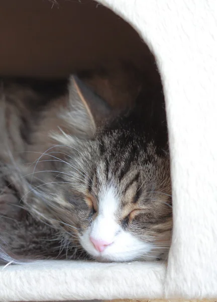 Mannetje van de Siberische Kat, bruin met wit — Stockfoto