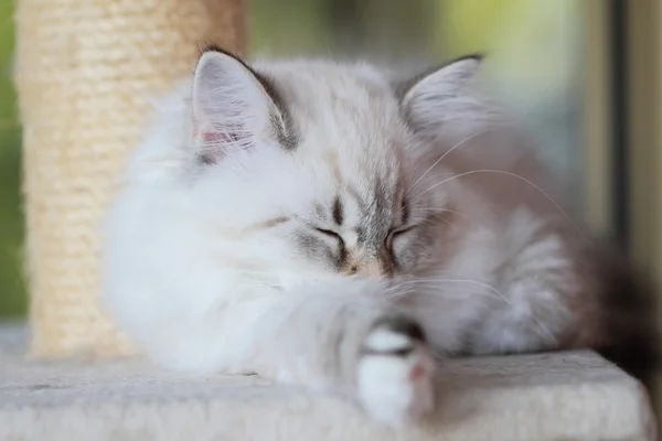 Neva masquerade versie van Siberische Kat, puppy — Stockfoto