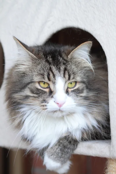 siberian kedi, beyaz ile kahverengi erkek