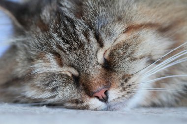 dişi Sibirya yavru kedi, üç renkli