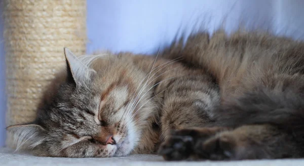 Fêmea de gatinho siberiano, tricolor — Fotografia de Stock