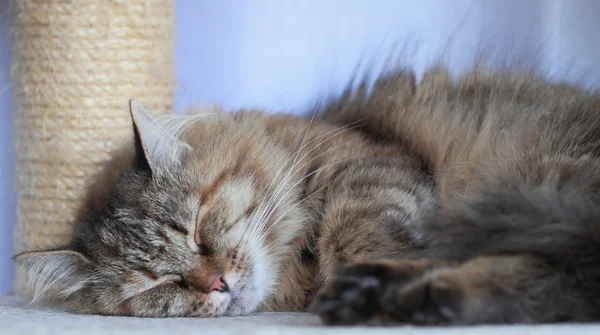 Fêmea de gatinho siberiano, tricolor — Fotografia de Stock