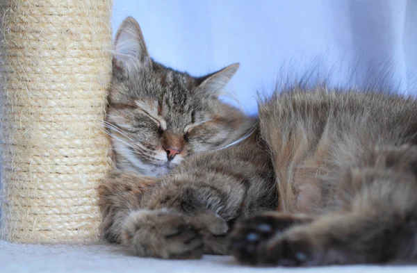 Fêmea de gatinho siberiano, tricolor — Fotografia de Stock