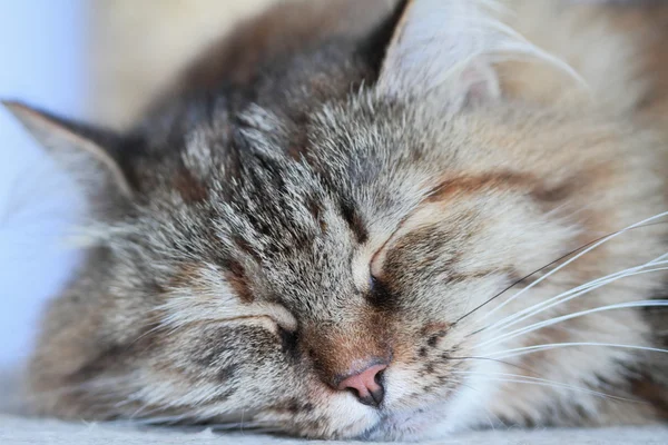 Fêmea de gatinho siberiano, tricolor — Fotografia de Stock